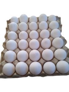 WhatsApp_Image_2026-04-11_at_12.16.34-removebg-preview